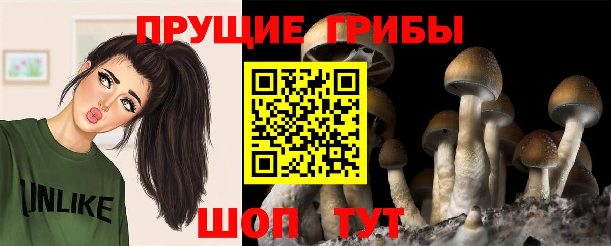 Псилоцибиновые грибы Psilocybe  Вход с VPN  Магнитогорск 